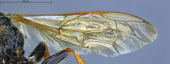 Media type: image;   Entomology 13760 Aspect: Wing front